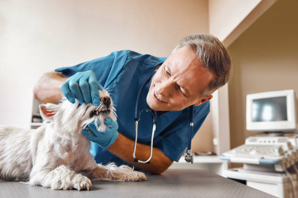 Best Tooth Pain Emergency Relief  in Mokena, IL